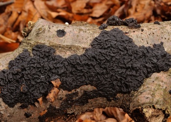 Warziger Drüsling (Exidia nigricans) - © Michaela und Gernot Friebes